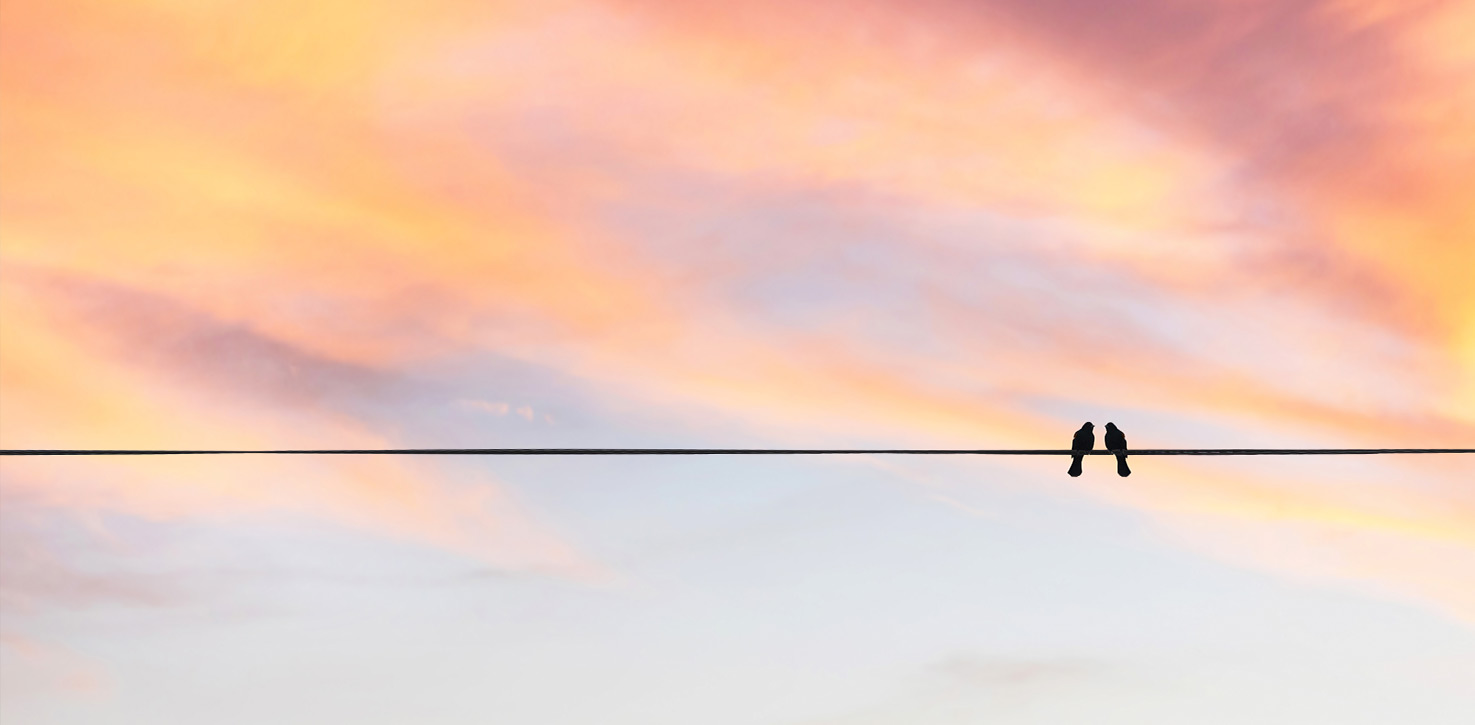 birds sitting on wire
