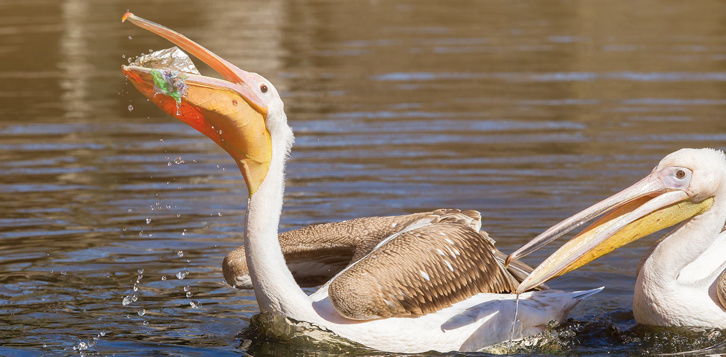 birds eating plastic