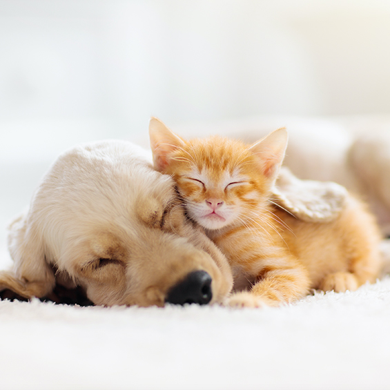 Why Pets Are More Important Than Ever