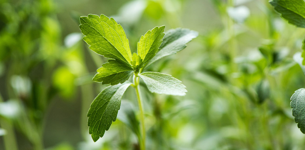 Stevia