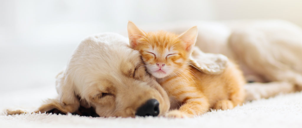 puppy-and-kitten-sleeping