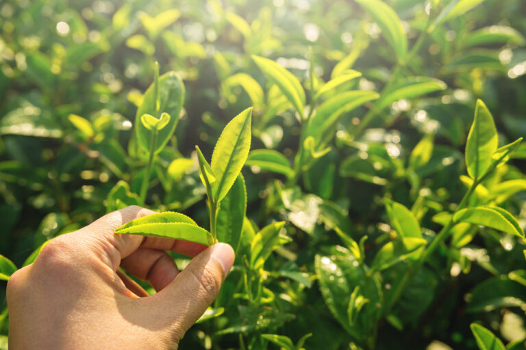 matcha-leaves